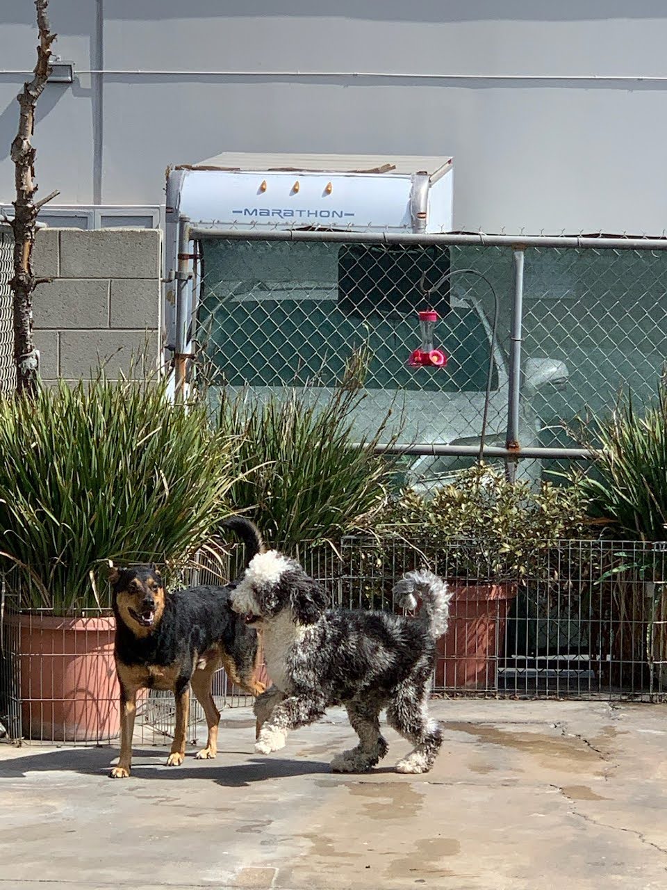 Dutch Touch Grooming Costa Mesa