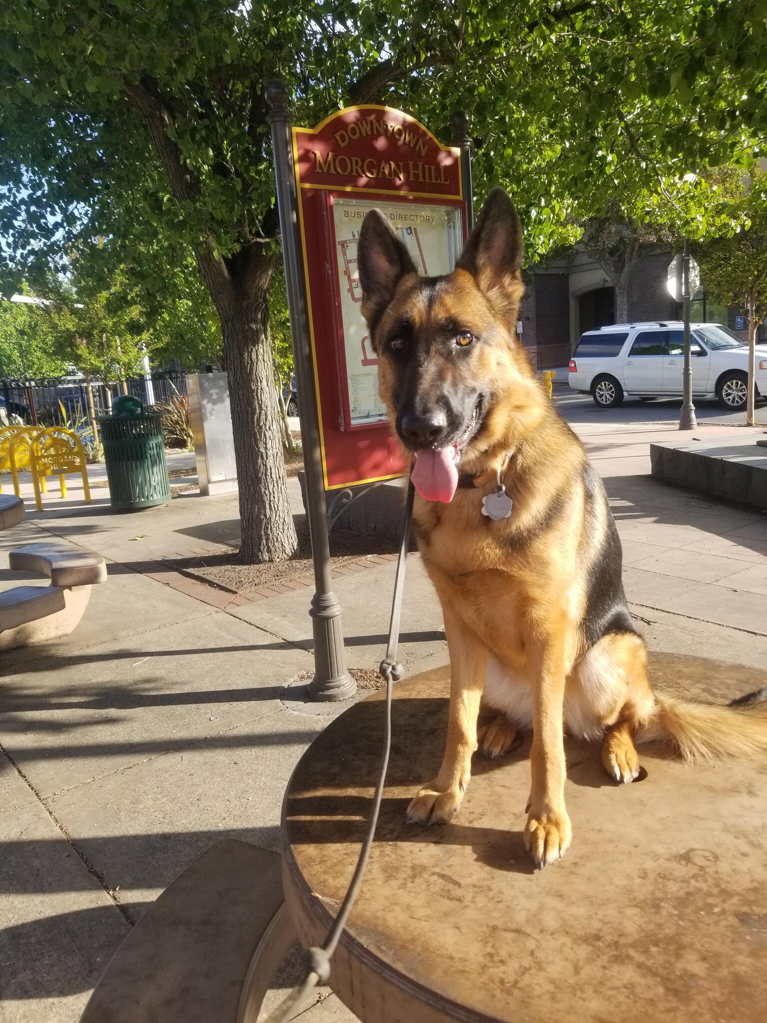 Harnessing Potential Dog Training 25 Kalana Ave, Coyote California 95013