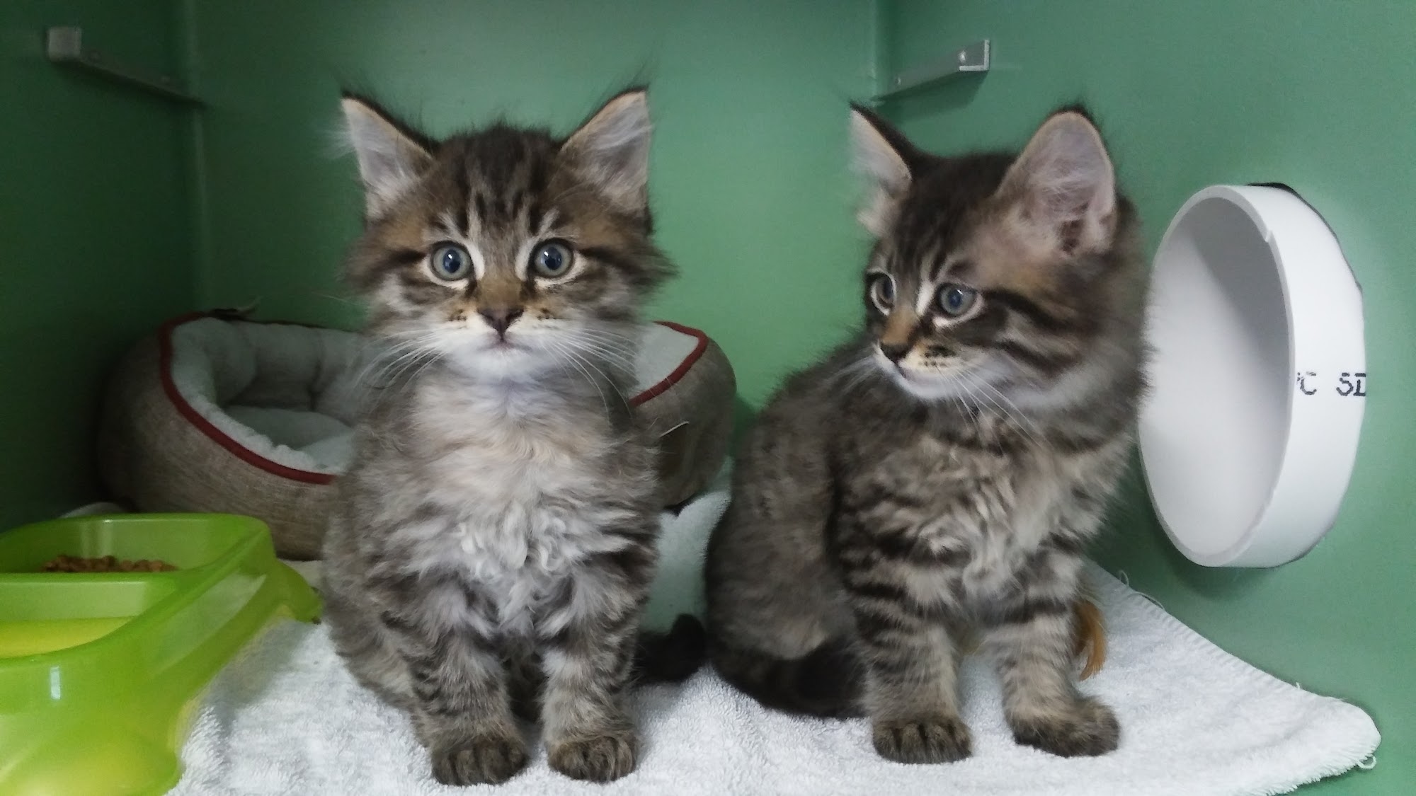 Humane Society of Del Norte Crescent City