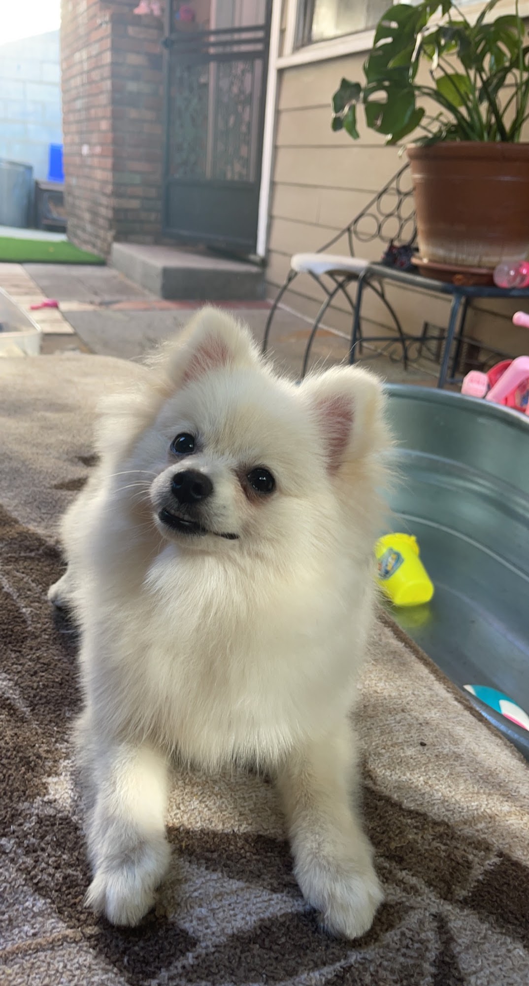 Head To Tail Pet Grooming Crestline