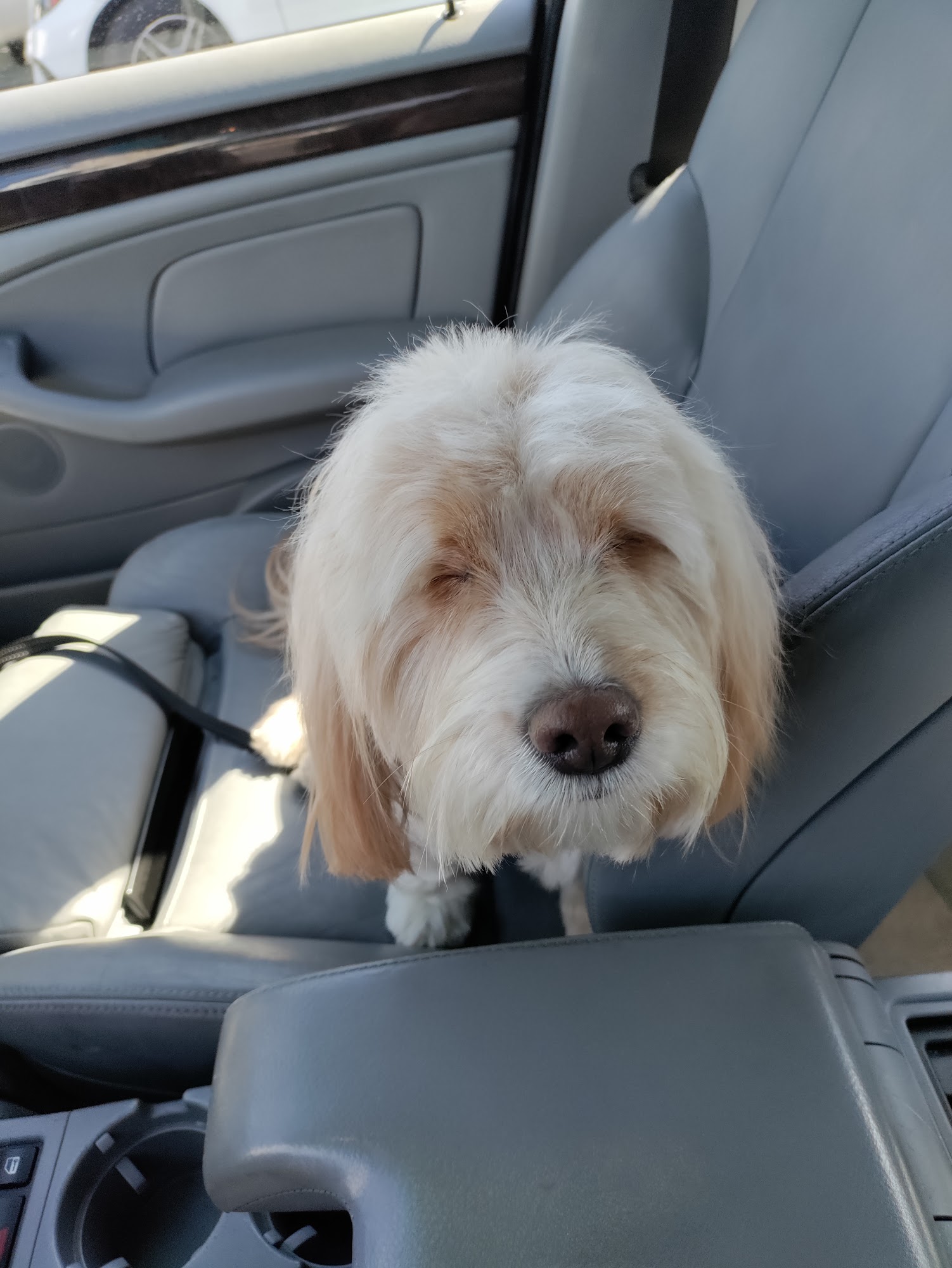 Palms Grooming Salon Culver City