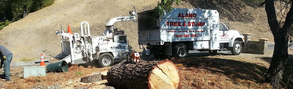 Alamo Tree & Stump Services