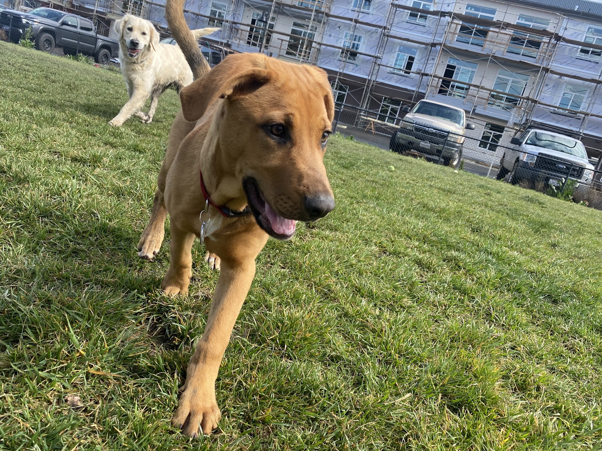 Elizabeth's Pet Sitting Davis