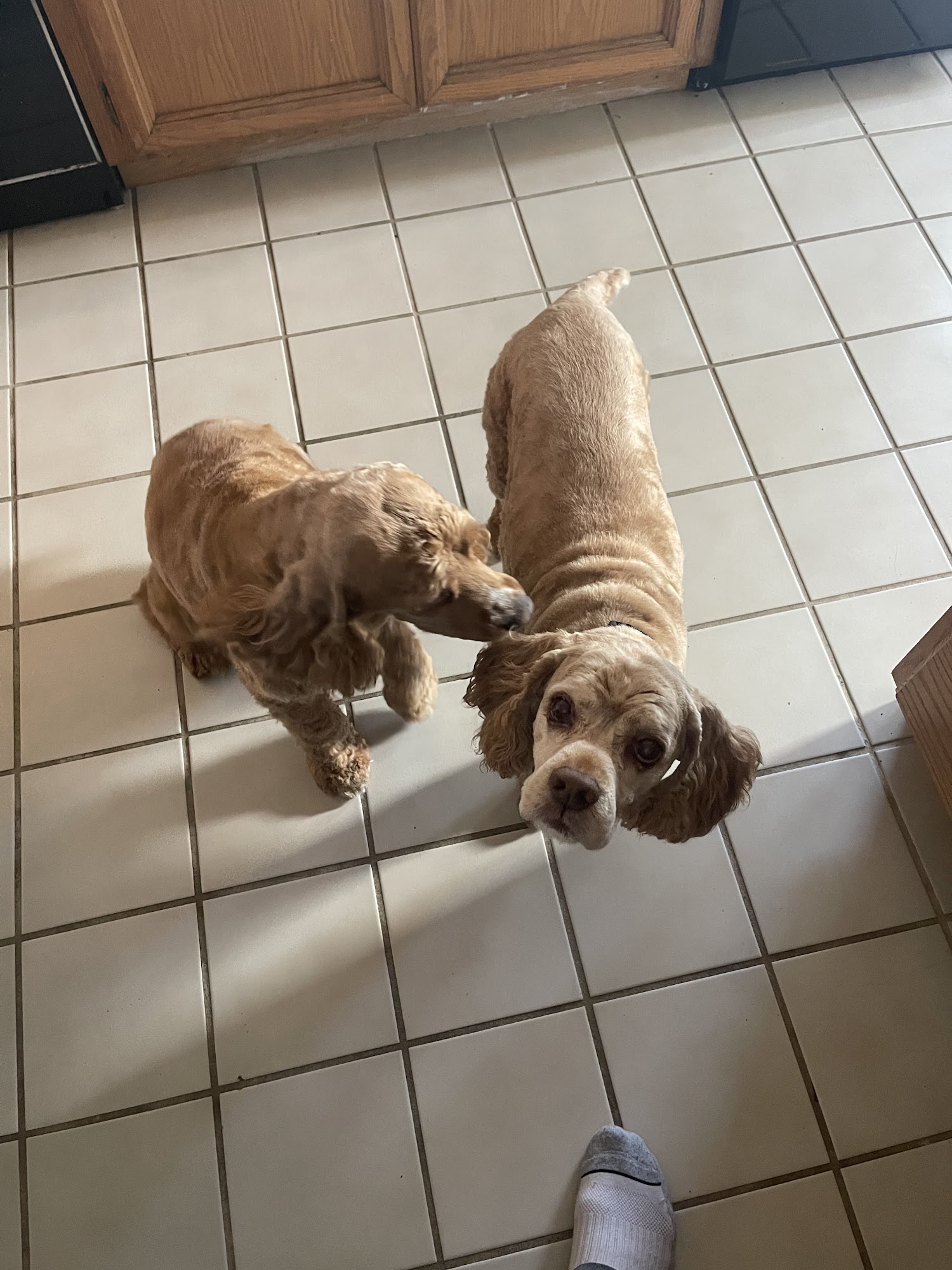 Paws About The Town Dublin