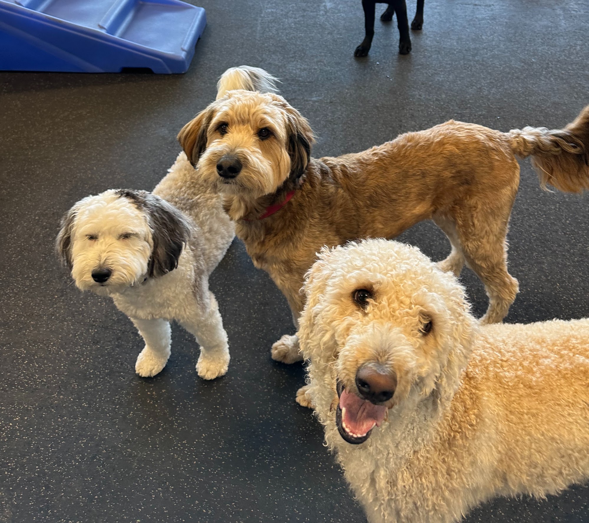 Dogtopia of Dublin Dublin