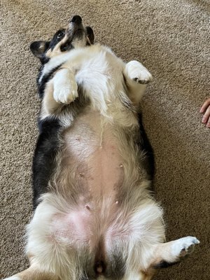 Aunt Mary's Dog Grooming Durham