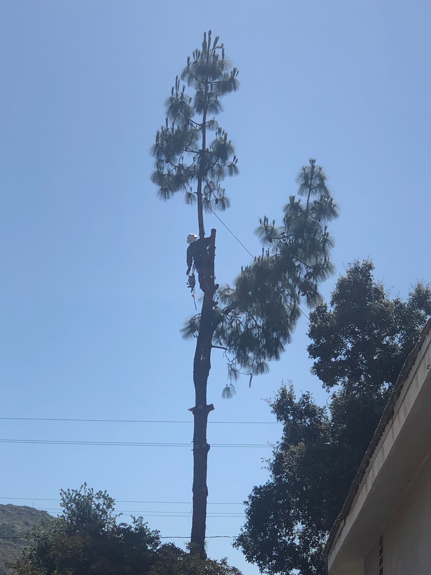 Monette Tree Services