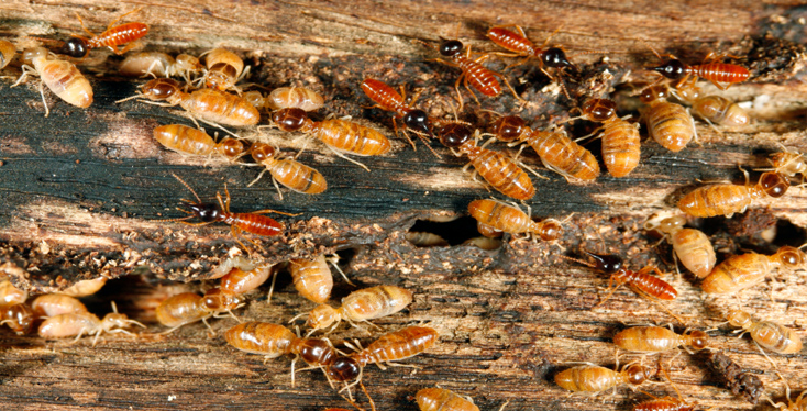 The Termite Inspector Company