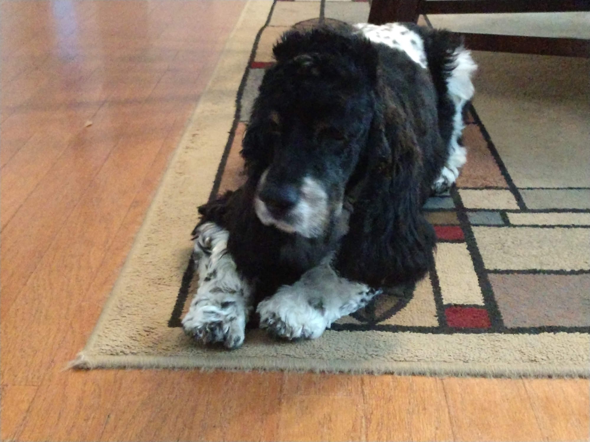 World's Fame Pet Grooming Sln Elk Grove