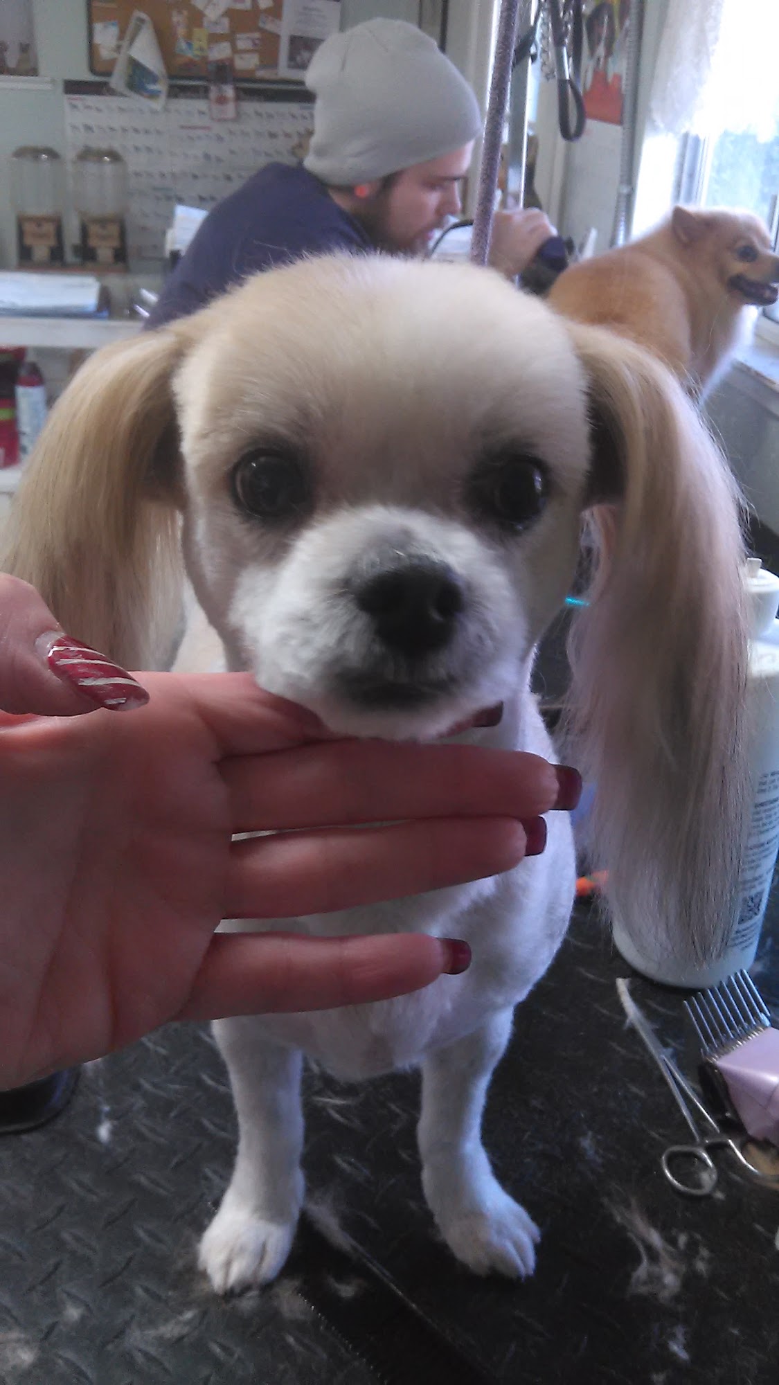 Sheldon Road Groomers Elk Grove