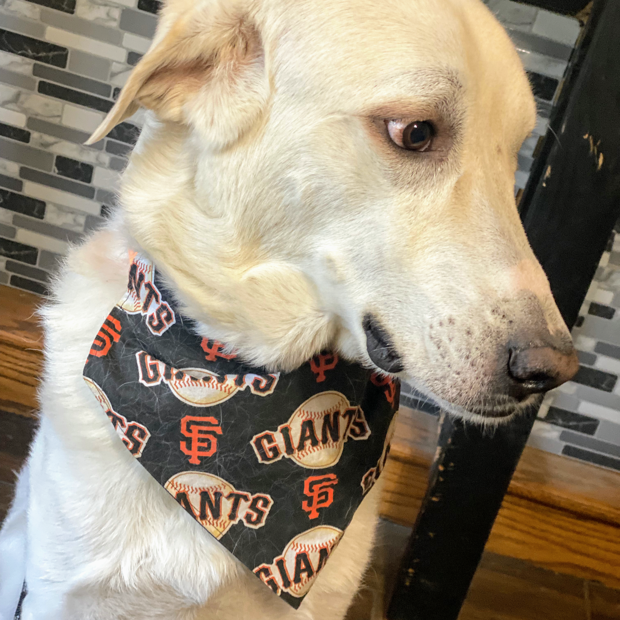 Elk Grove Pet Resort and Spa Elk Grove