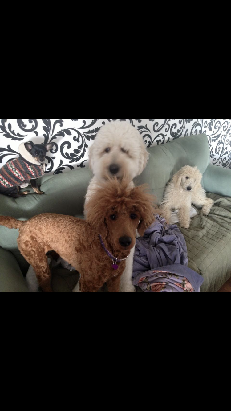 Elk Grove Critter Sitter Elk Grove