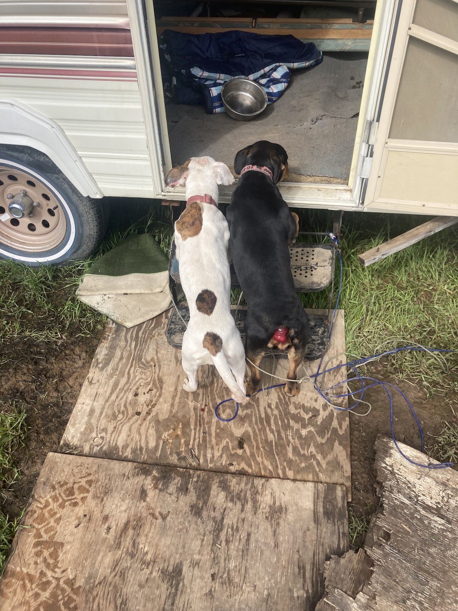 Elk Grove Animal Shelter Elk Grove