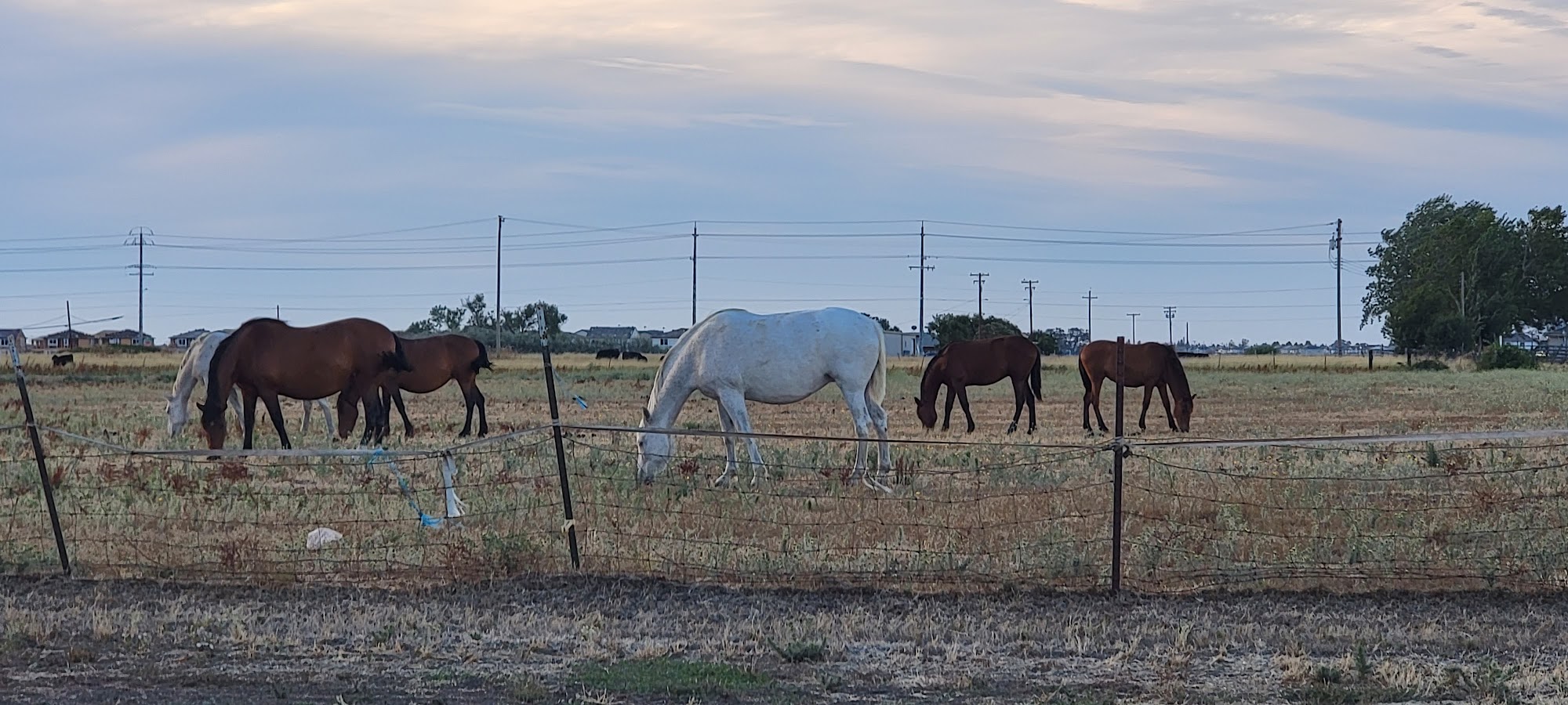 Kritter Kamp Elk Grove