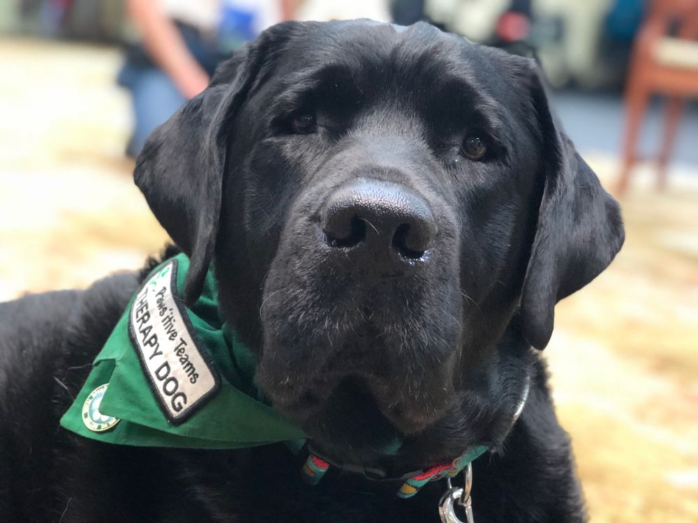 Kamp Kanine Day Care For Dogs Encinitas