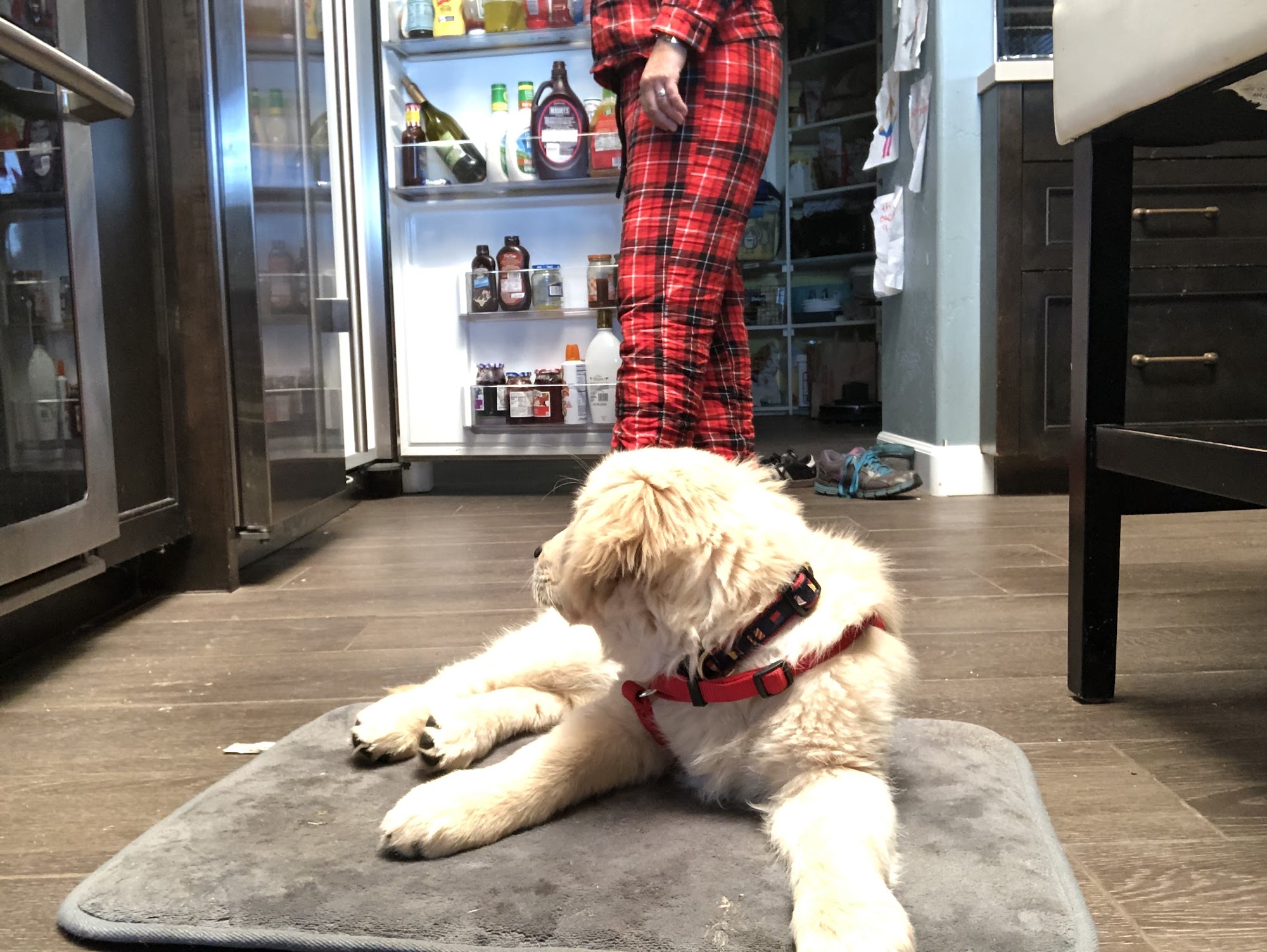 Get Pawsitive Dog Training Encinitas