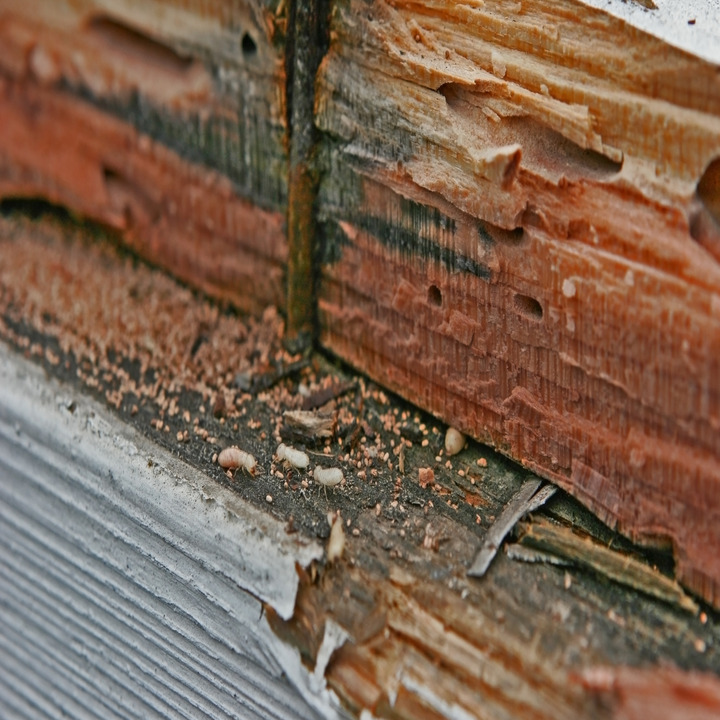 City Of Choice Termite Removal Experts