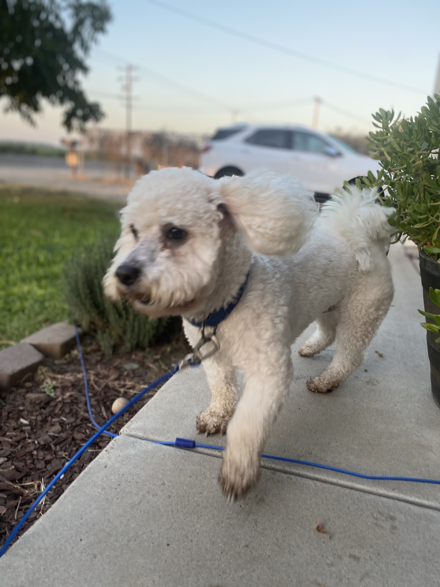 Cozy Clip Grooming Exeter