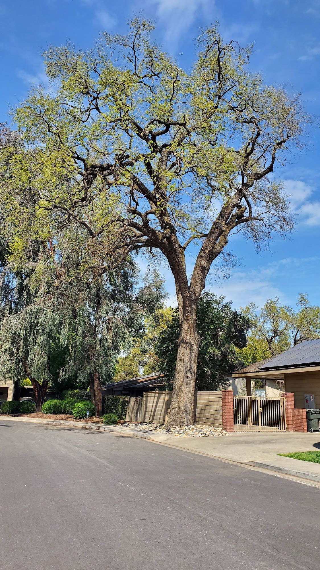 Pete's Tree Service 3250 N Anderson Rd, Exeter California 93221