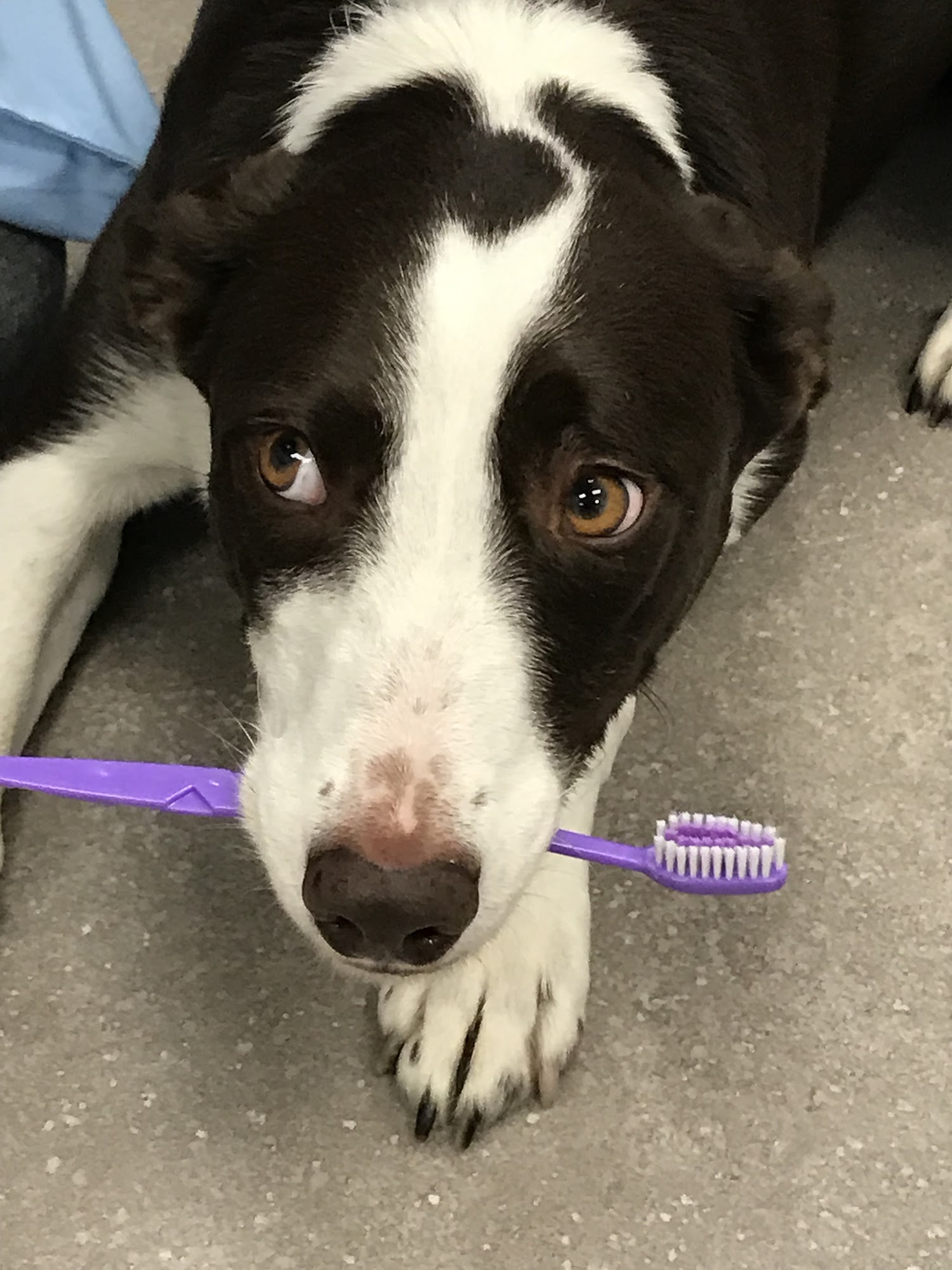 West Marin Pet Hospital Fairfax