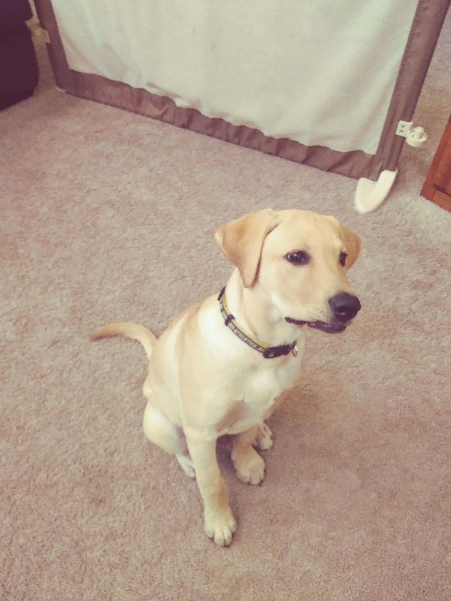 Ornbaun Ranch Kennels Fairfield