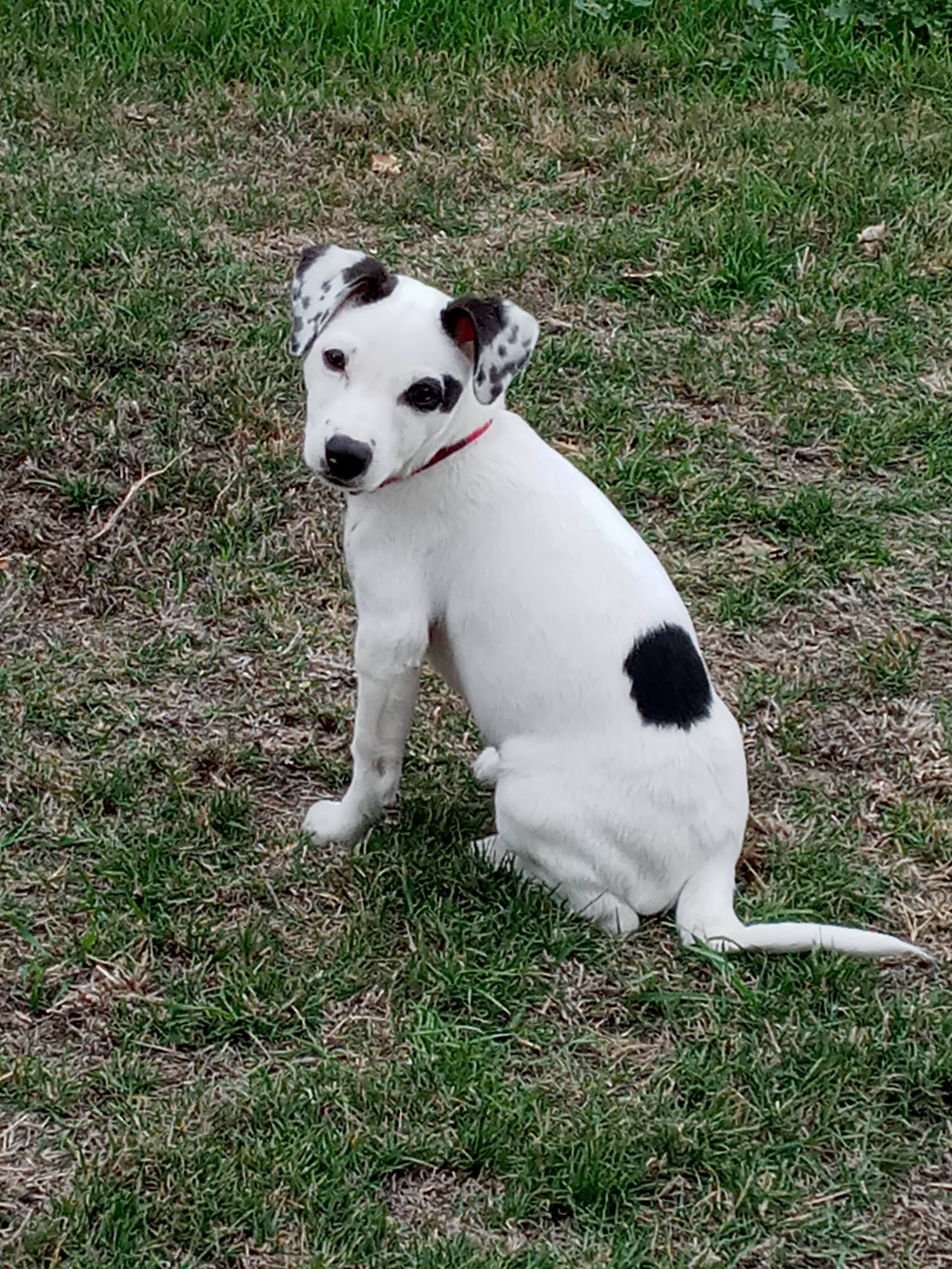 Fallbrook Animal Sanctuary Fallbrook