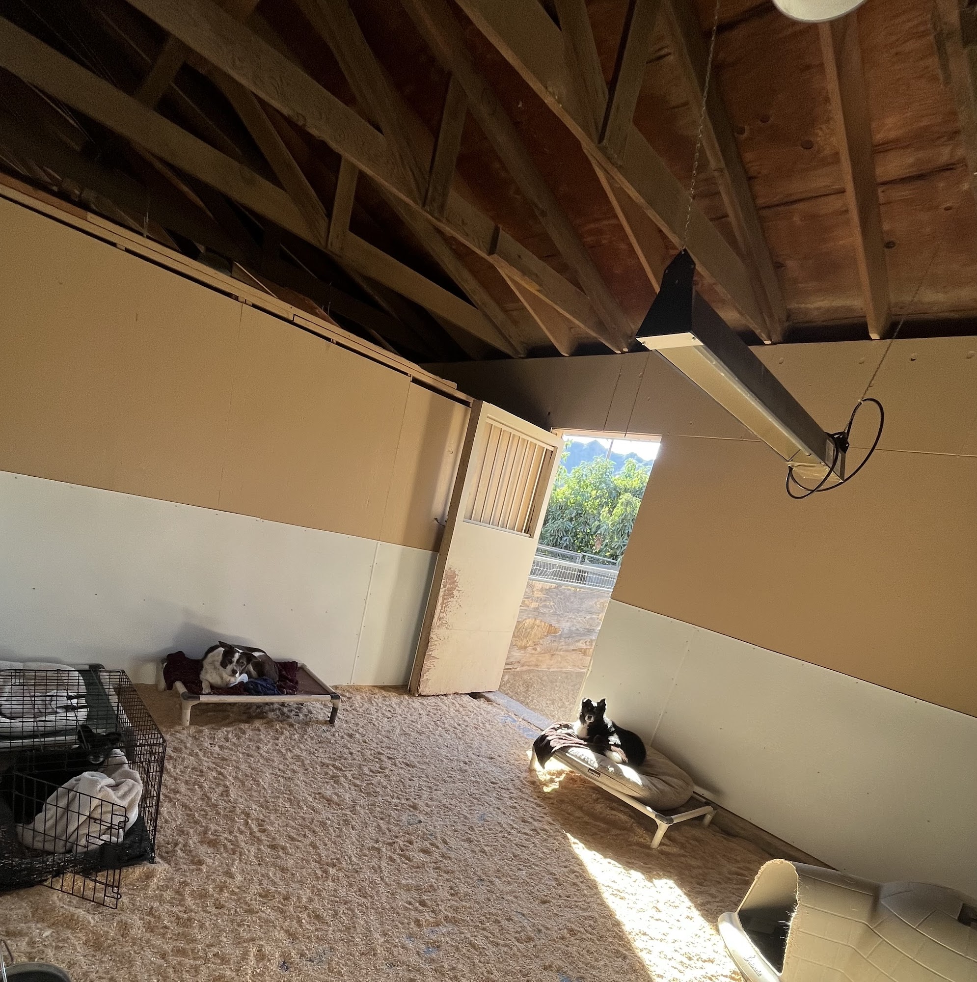 All Dogs Rule Fillmore