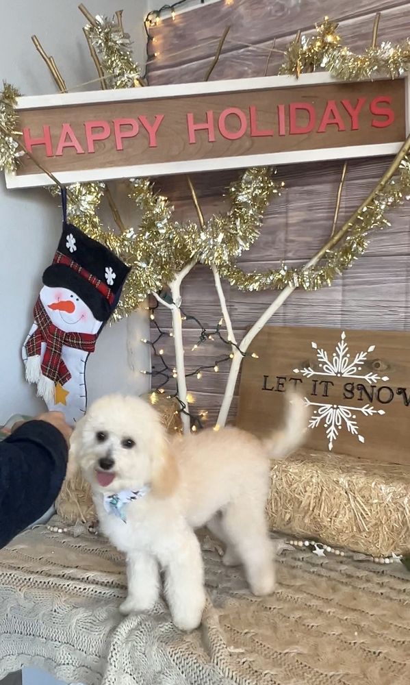 Wooforia Grooming Salon Fresno