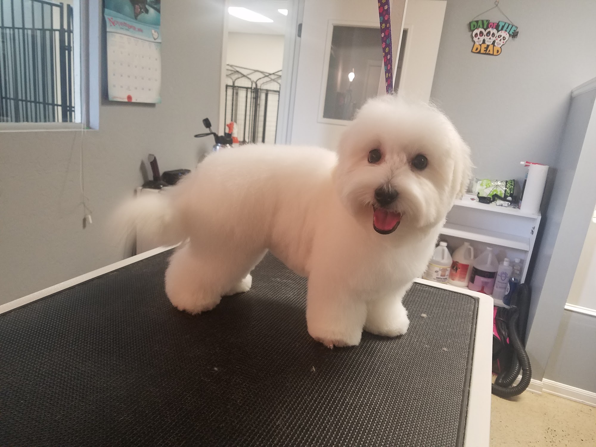 Brittney's Bark And Stay Fresno