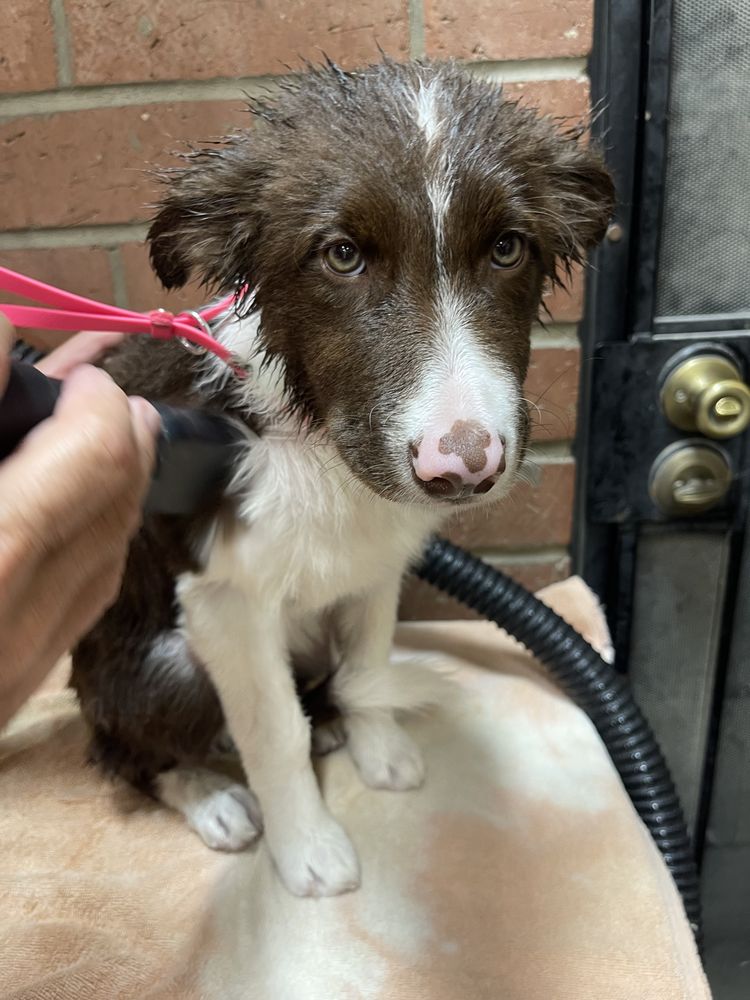 Pet Facilities in Fullerton, California Pet Stores, Grooming, Pet