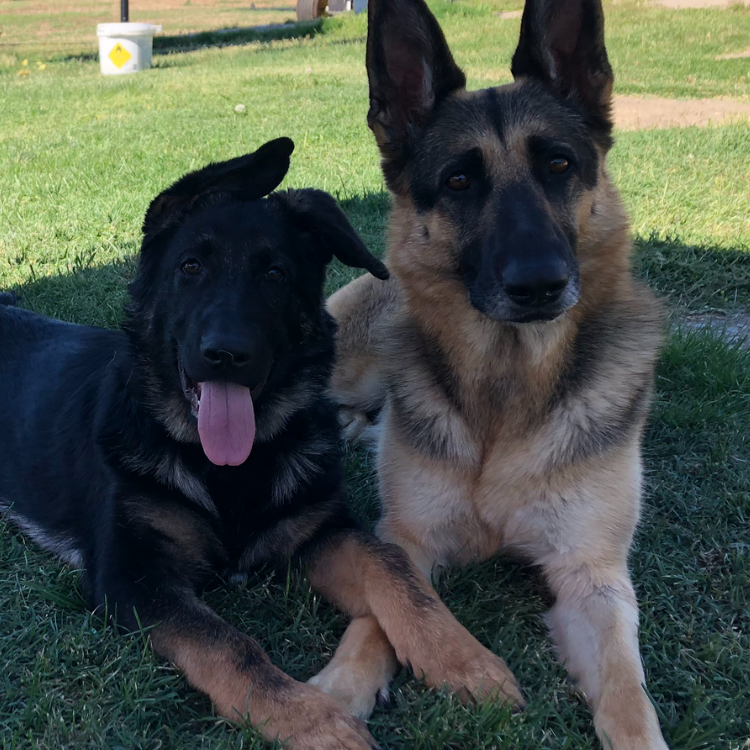 K-9 S.O.S. Dog Training Galt