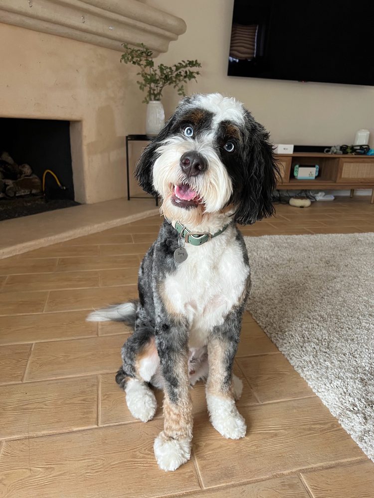 Pampered Puppy Pet Grooming Garden Grove