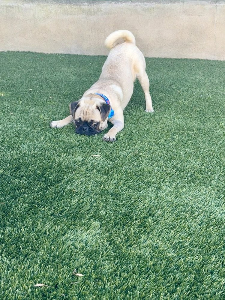 Pug Nation Rescue of Los Angeles Gardena