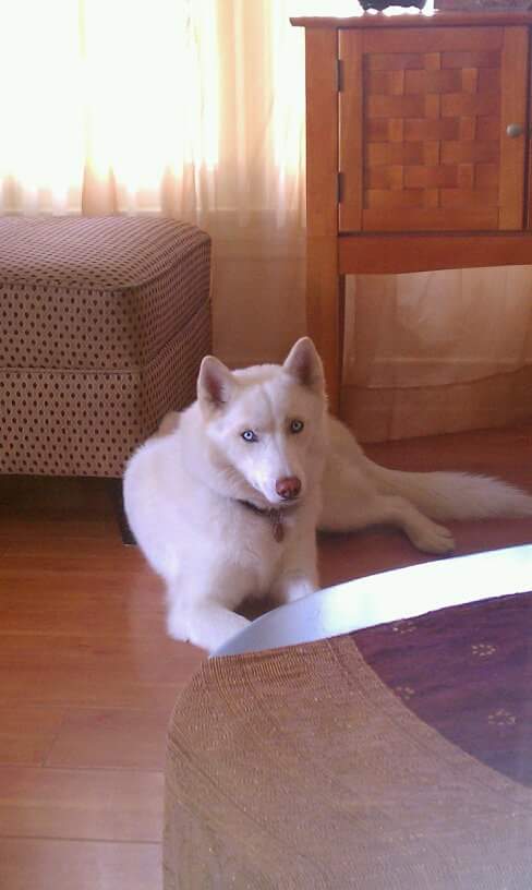 B-Elegant System Grooming Glendale