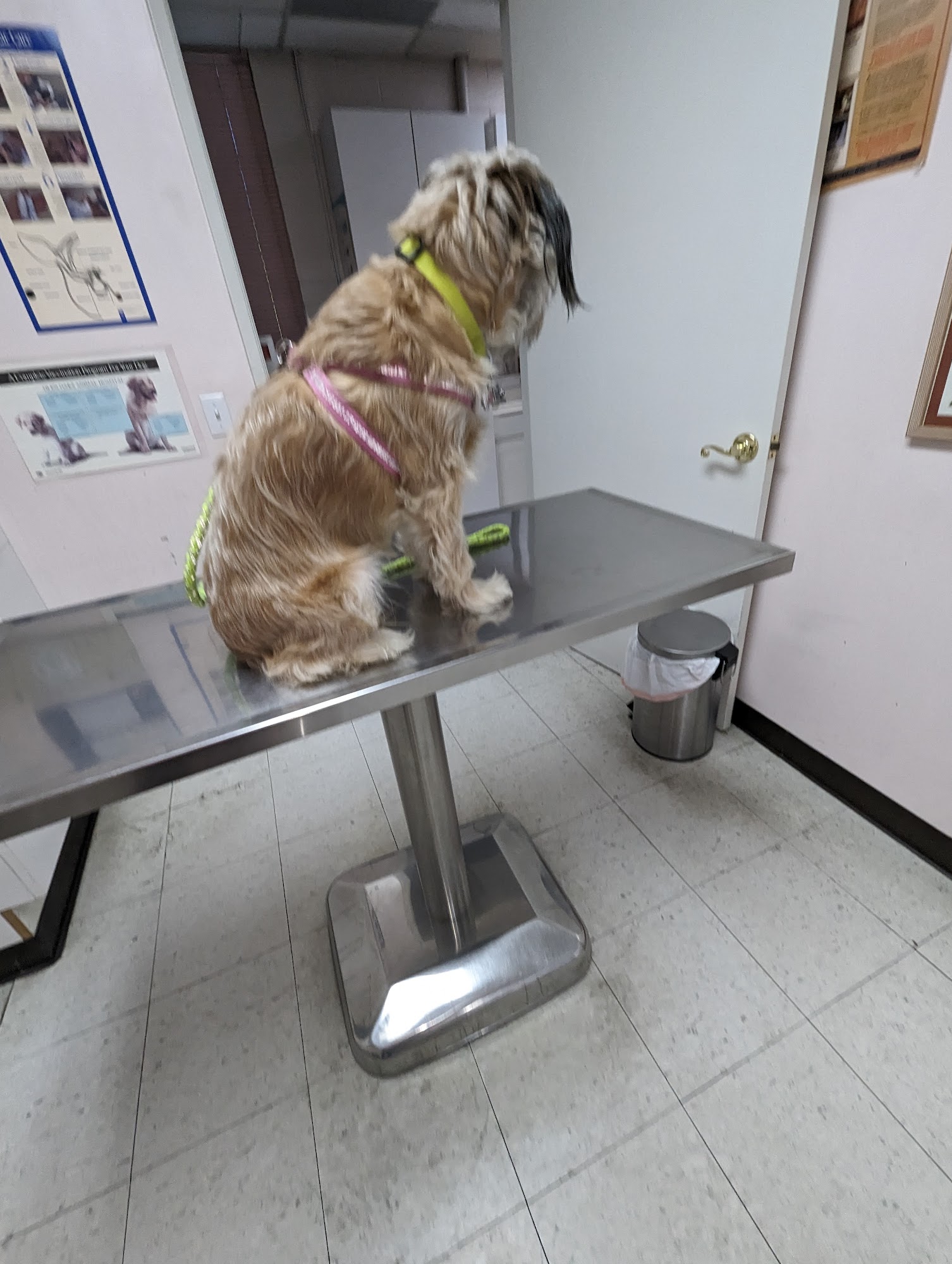 Glenoaks Animal Hospital Glendale