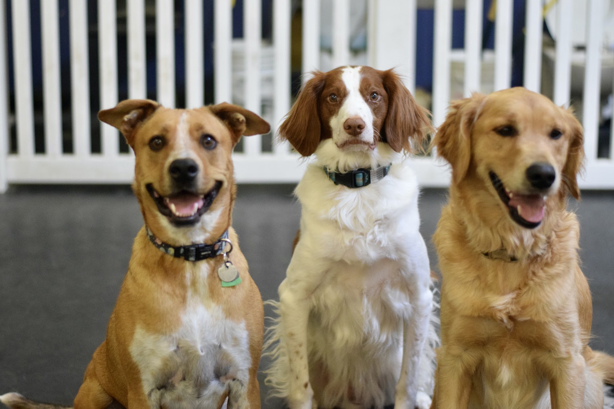 The Hounds Club Glendale