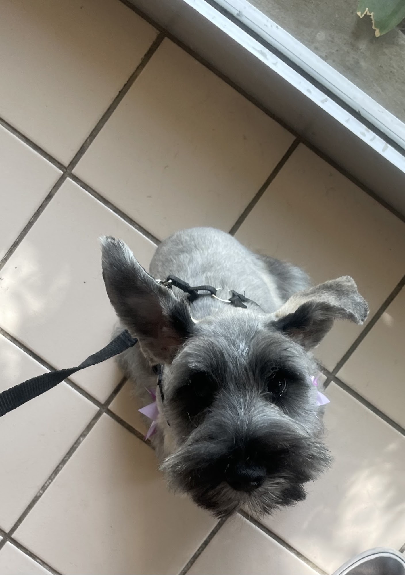 Wagging Tails Pet Grooming LLC Glendora