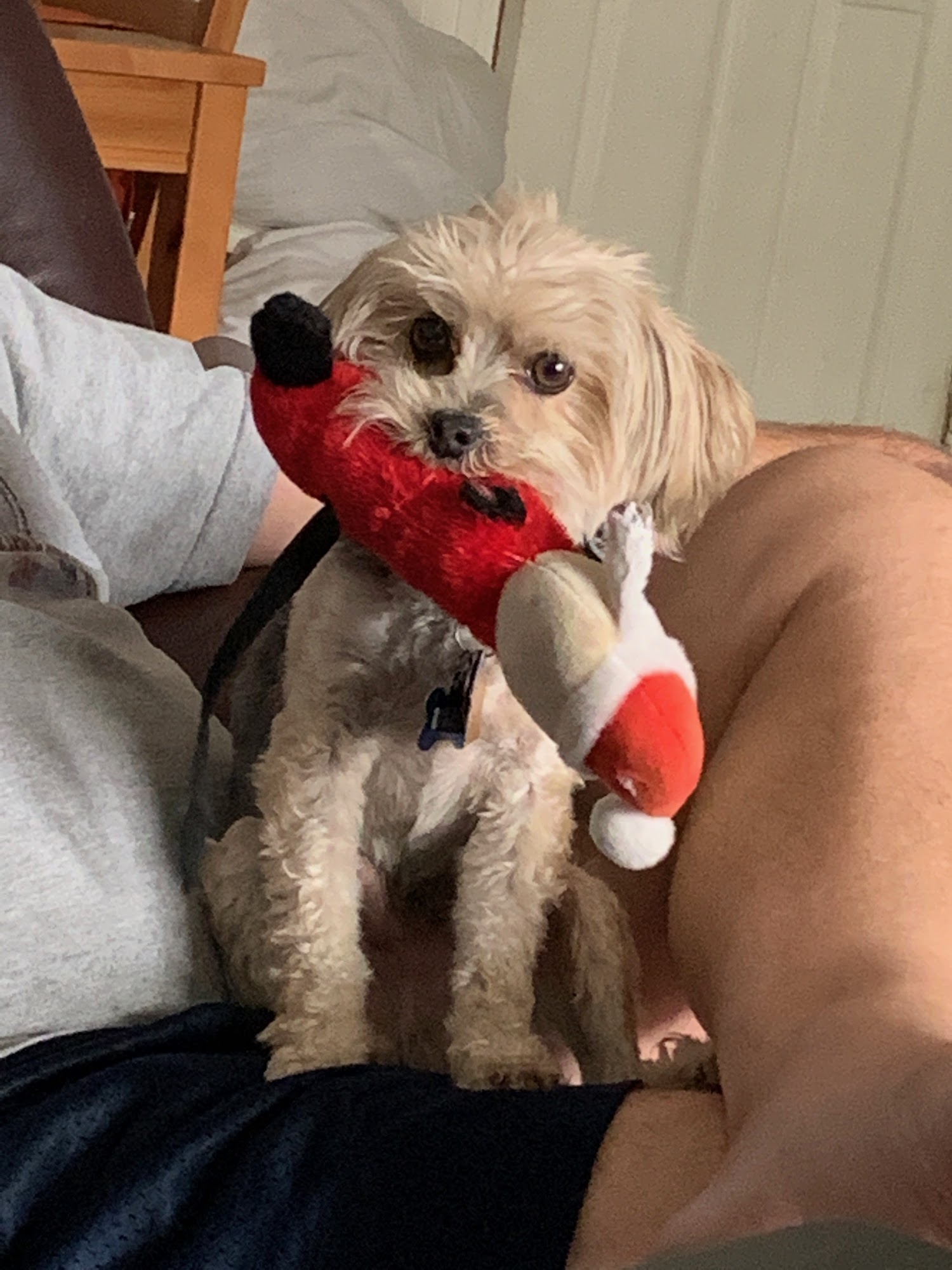 Emergency Pet Hospital of Glendora Glendora