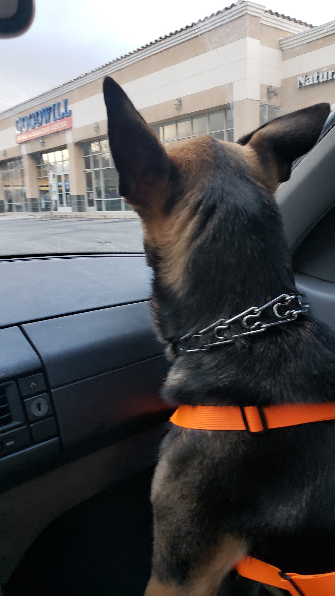 Best Buddies Pet Care Glendora