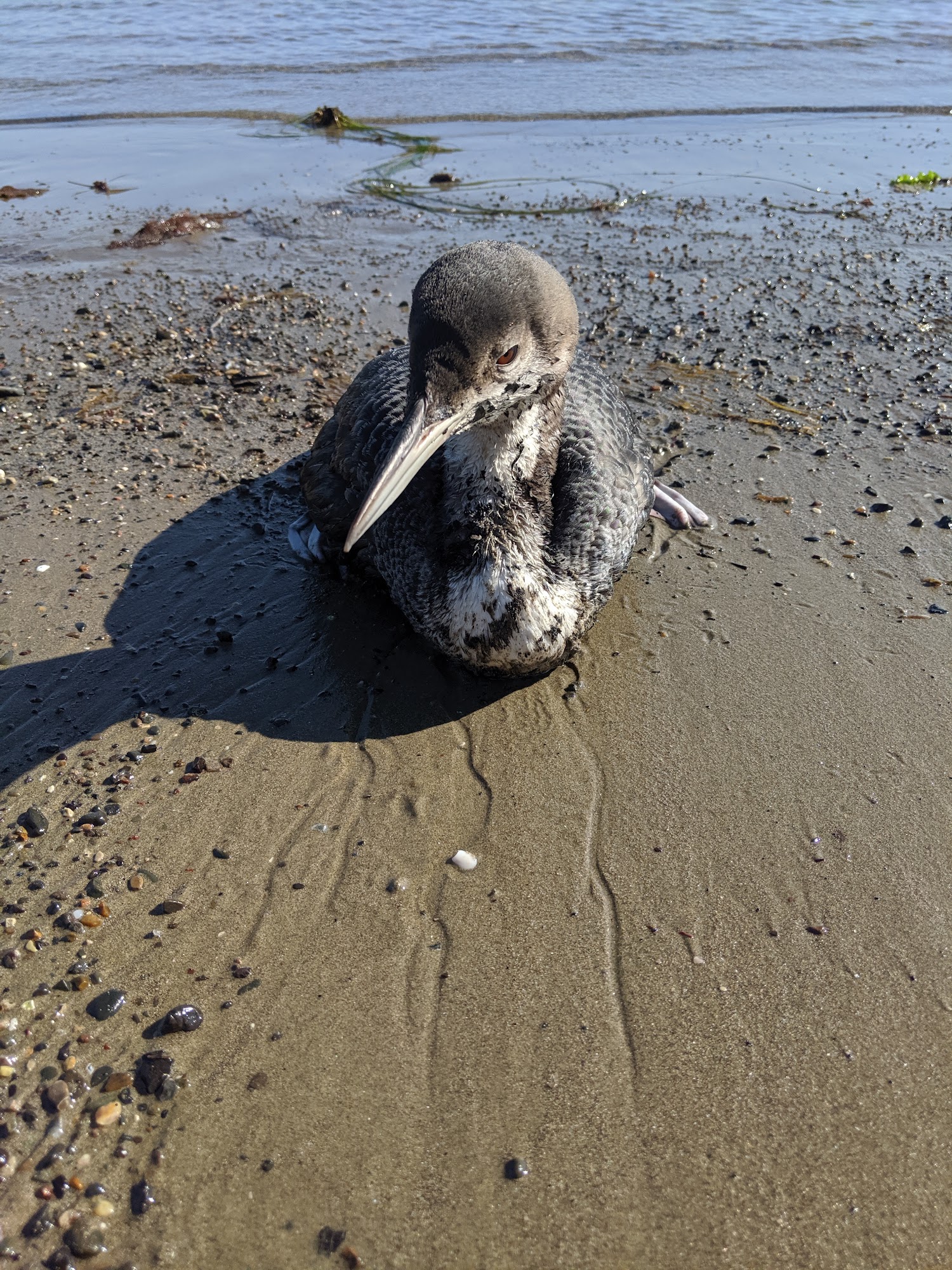 Santa Barbara Wildlife Care Network Goleta