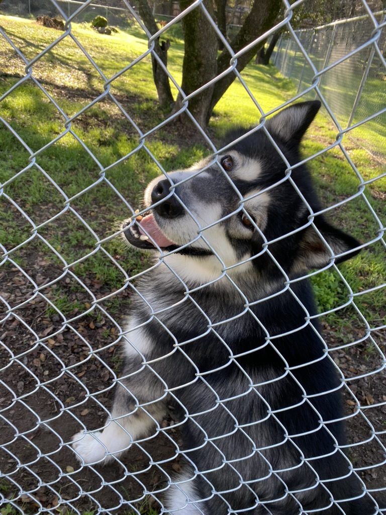 Granite Bay Kennels Granite Bay