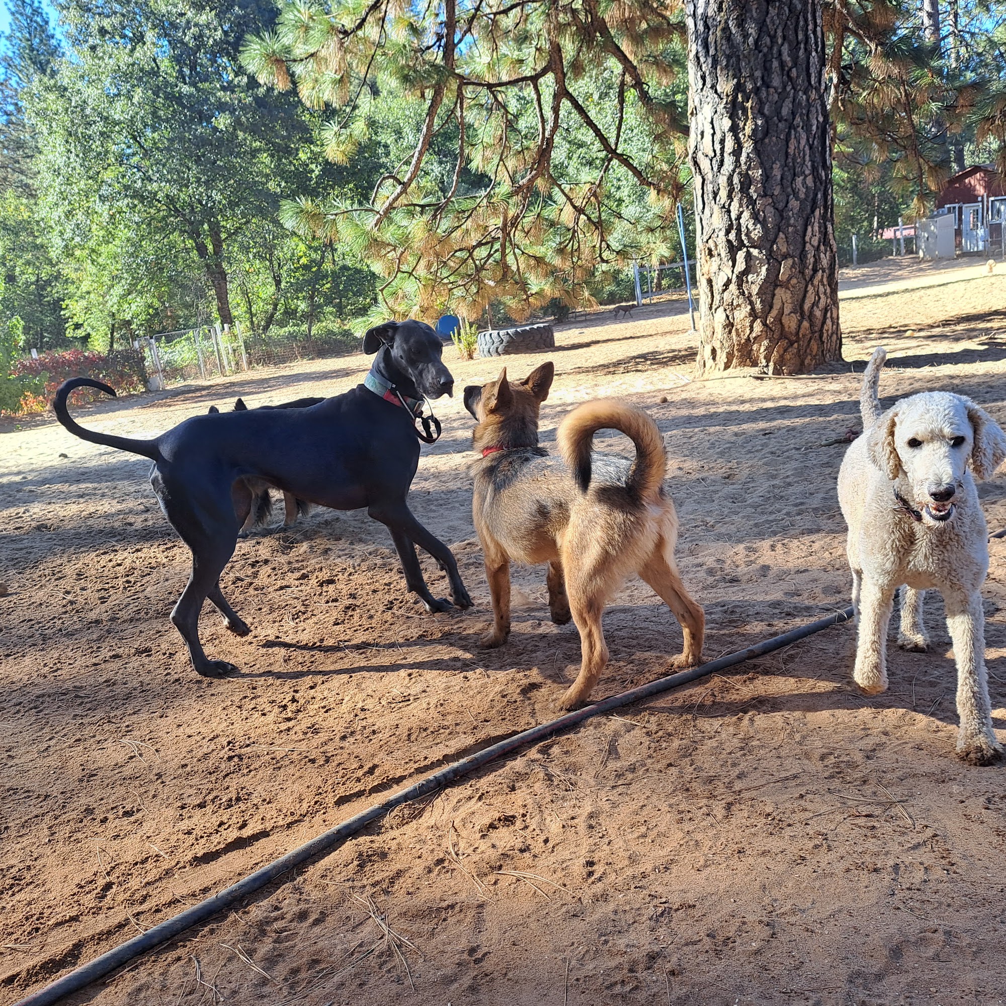 PAWS'itive Pals Dog Training Grass Valley