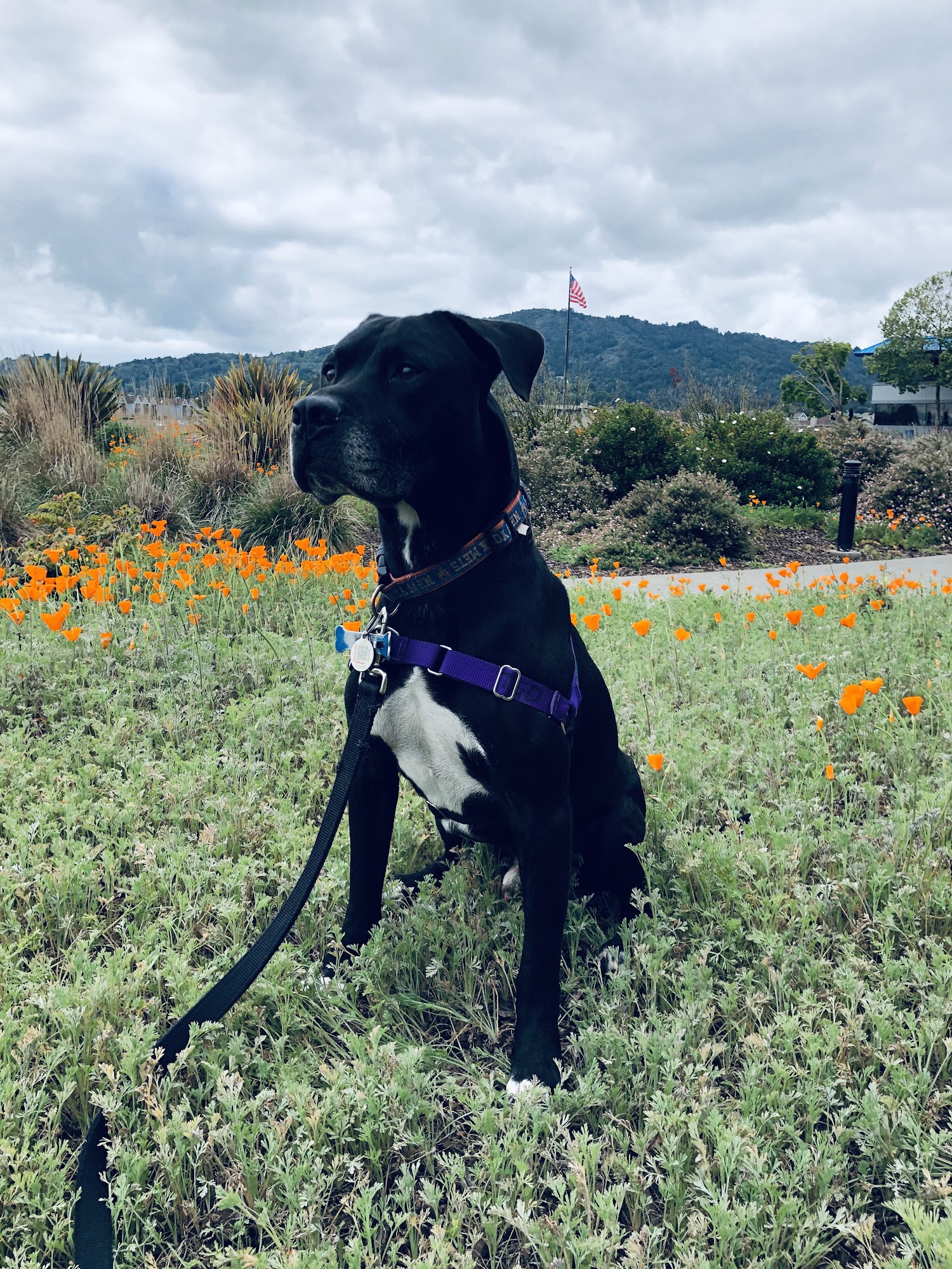 The Grateful Dog Greenbrae