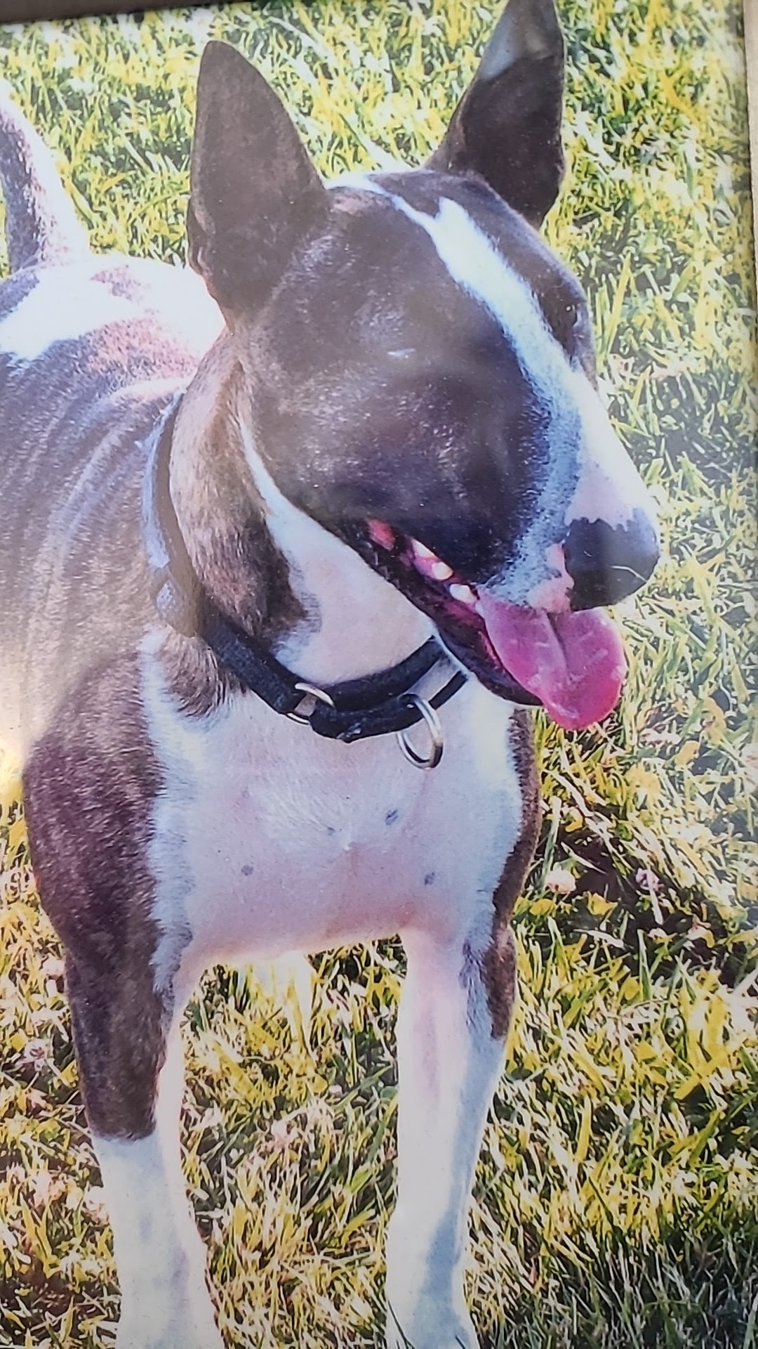 The Proud Pooch Grover Beach