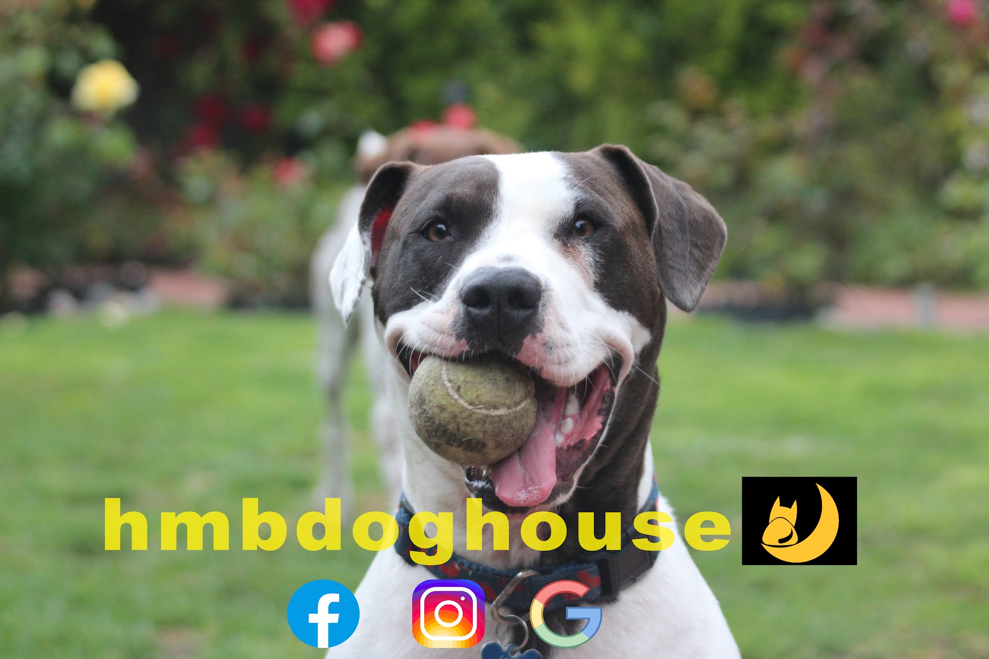 hmbdoghouse
