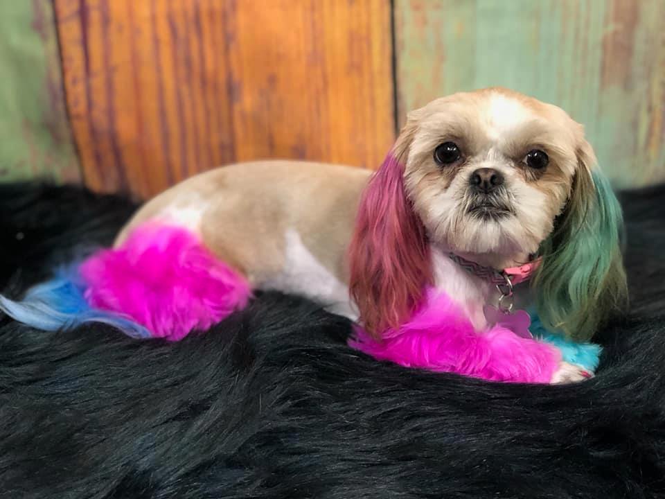 Canine Comfort Creek Hanford