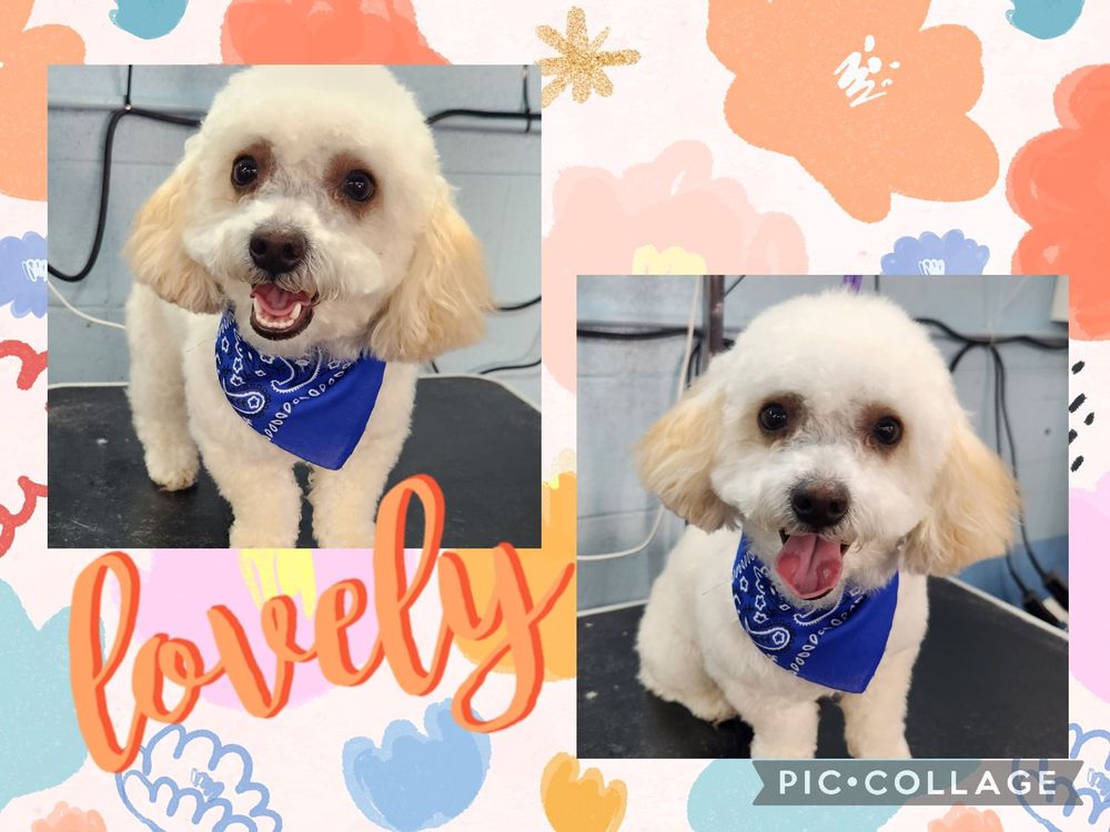 Woofytail Dog Grooming Hawaiian Gardens