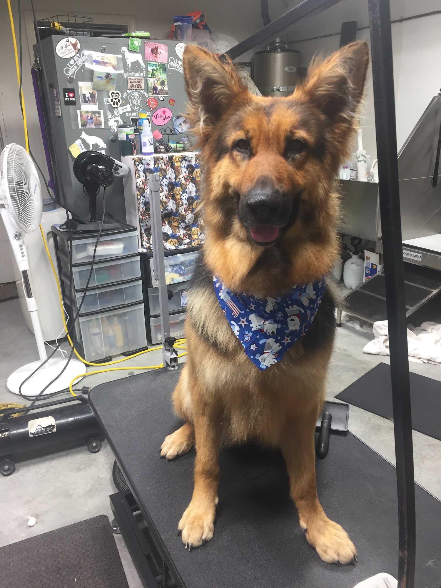 Colleen's Dog Grooming Hollister