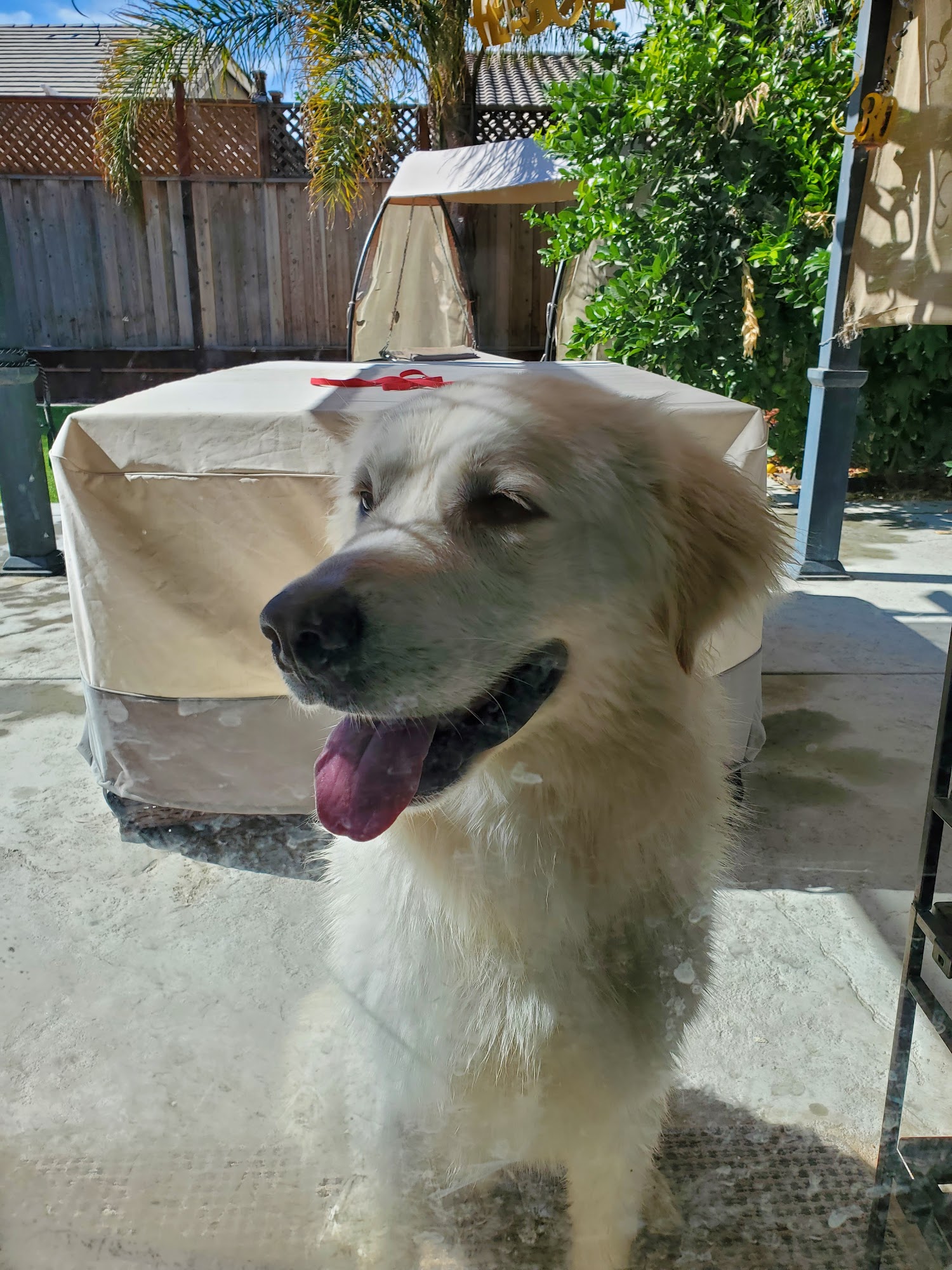 Hollister Animal Shelter Hollister