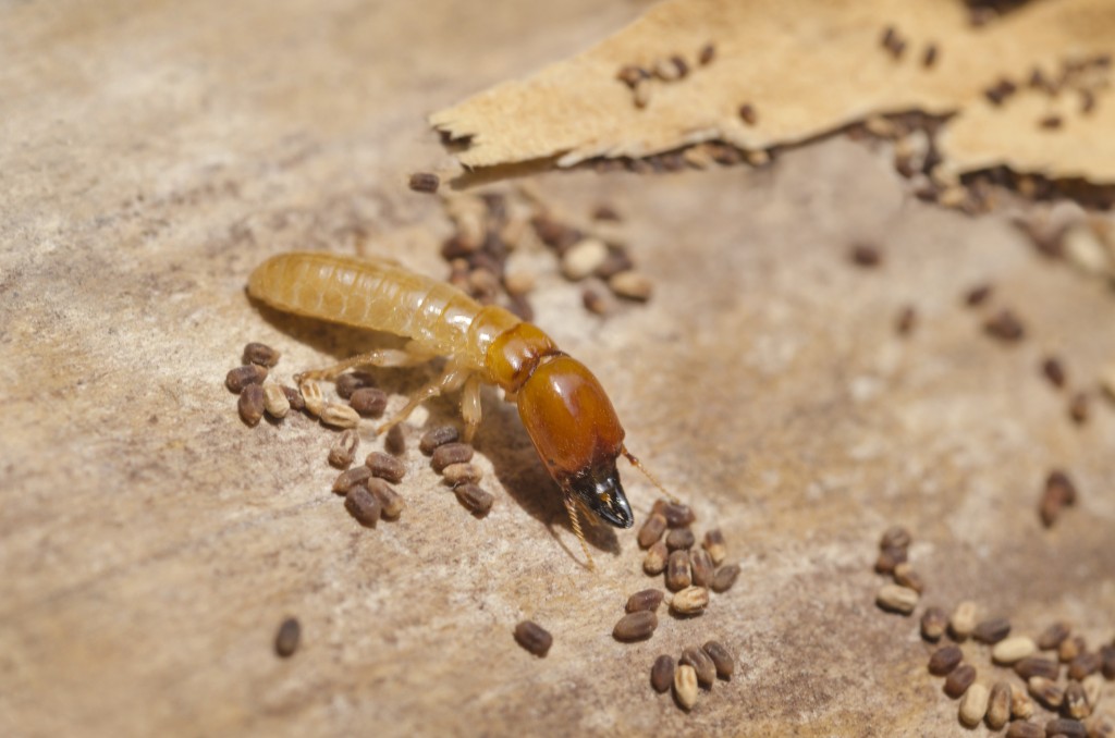 Affordable Termite Control In Huntington Beach